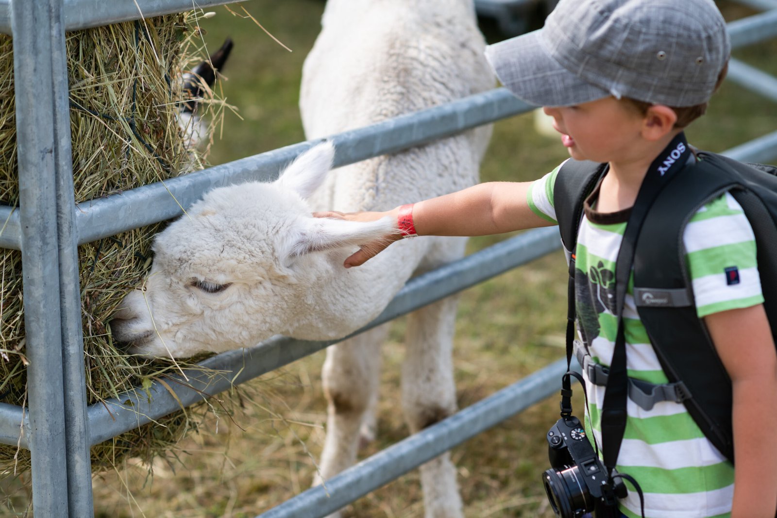 lastefestival2018-4207